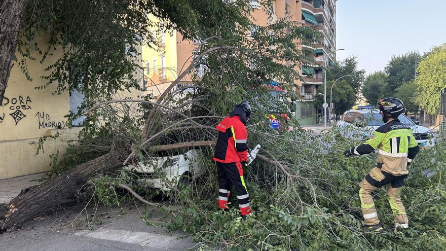 La caída de un árbol en la calle Ronda del Pilar de Badajoz destroza un coche