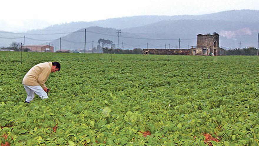 Un agricultor trabaja en un campo de patatas.