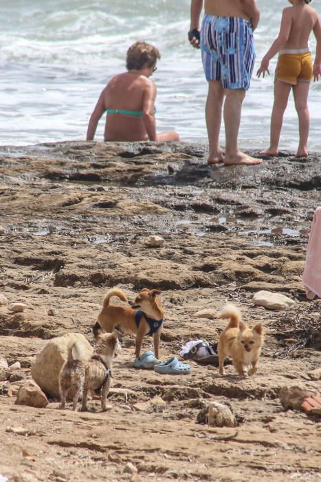 Vecinos de Punta Margalla en Torrevieja, en contra