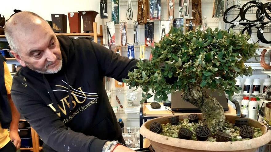 Masterclass en el Club Bonsái A Estrada |