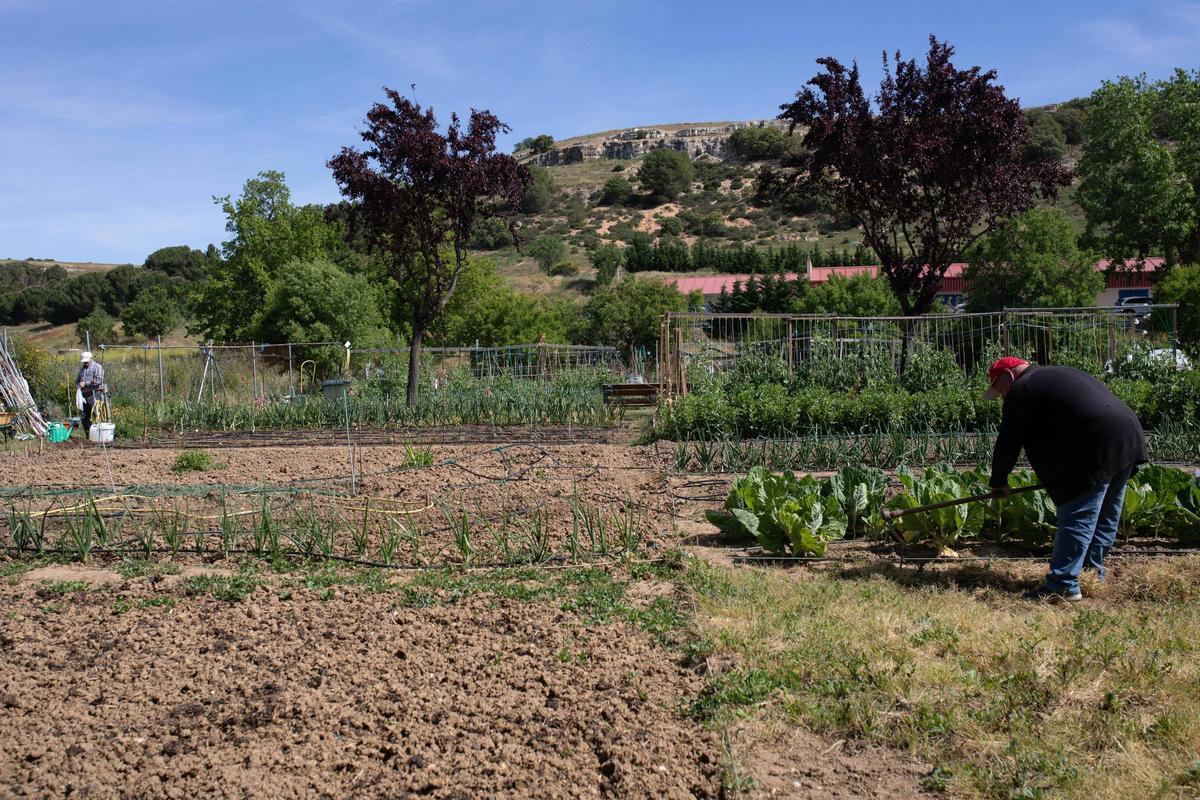 GALERÍA | Huertos municipales en Zamora: Creando comunidad entre tomates y cebollas