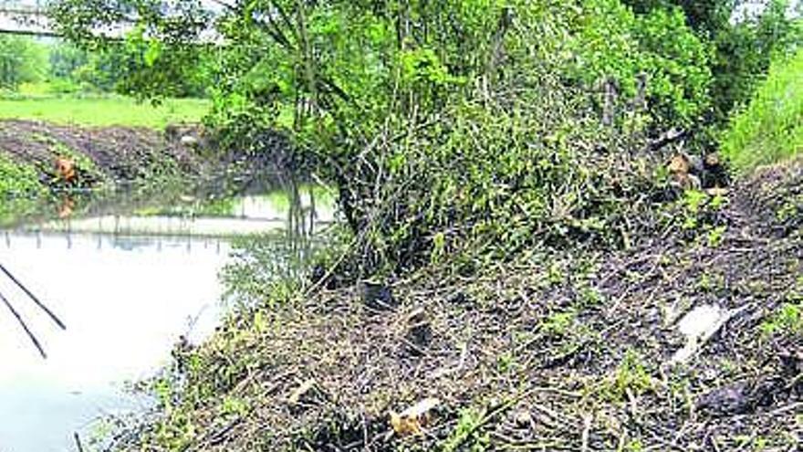 Las talas en el río Linares perjudican a las aves en cría