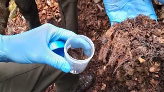 Localizan un oso muerto en Somiedo en una ladera boscosa "donde se sitúan puestos de caza"