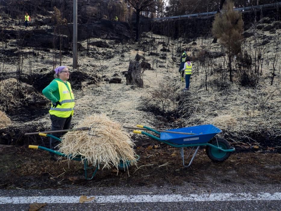 Incendios en Galicia | Paja para recuperar los mon