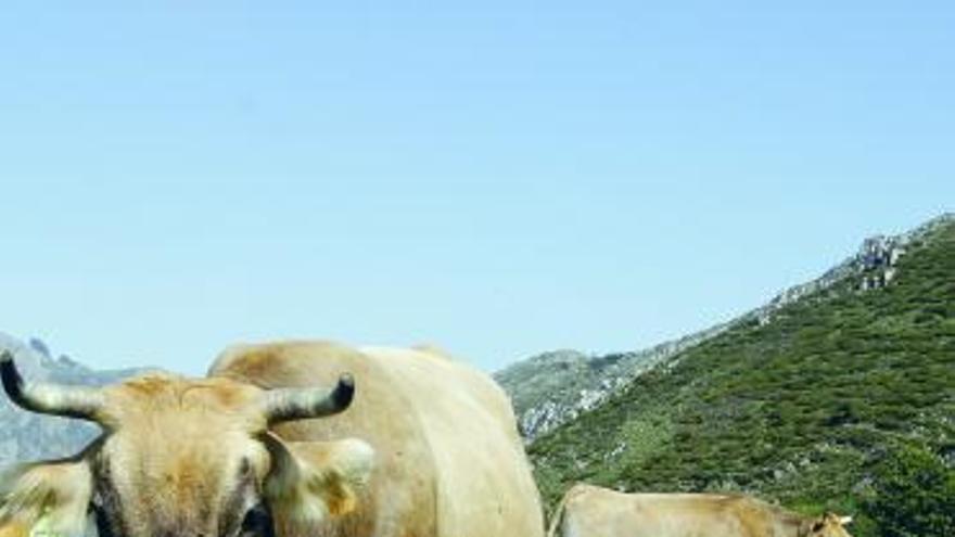 Tres vacas, pastando en la zona lavianesa de Peña Mayor.