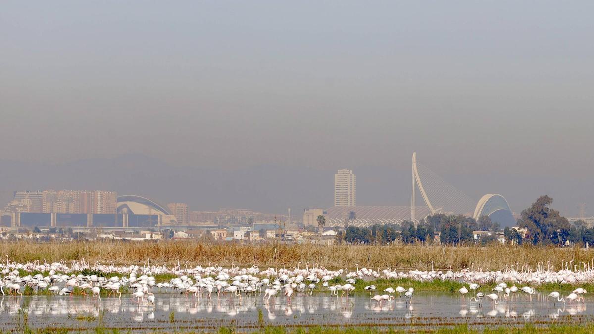 Arrozales en l'Albufera