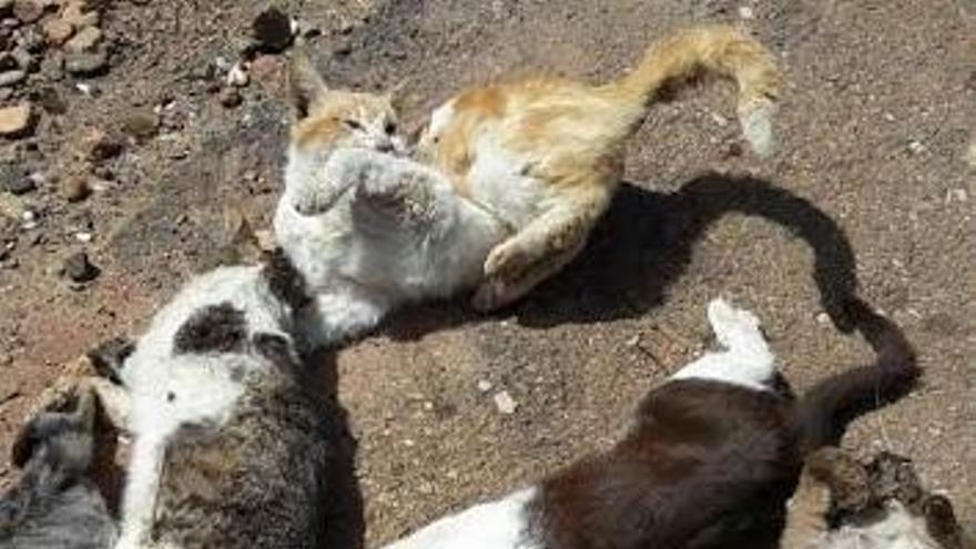 Pacma exige al Ayuntamiento y Sadeco que actúen contra el envenenamiento de gatos