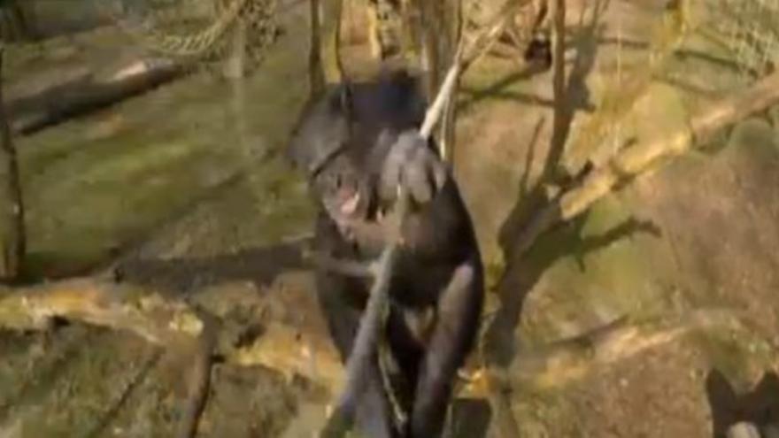 Un chimpancé derriba un dron
