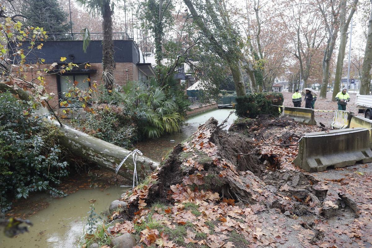 Girona. Devesa. Cau un arbre al cosat del que va caure al mes de novembre a La Rosaleda.
