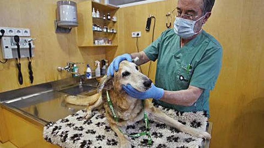 Jordi Cairó atén un gos a l&#039;hospital veterinari Canis de Girona.