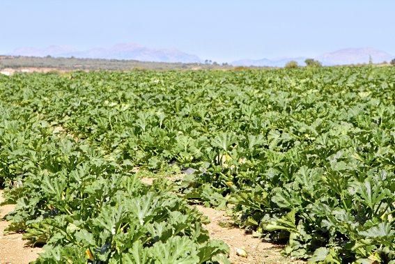 Mit den tiefgrünen Zucchini der Sorte carbassó negre beliefert die Familie Pascual Supermärkte und Gemüseläden der Insel. Die geöffneten Blüten sind für den Gourmet-Markt bestimmt, wie auch das zarte Baby-Format der Frucht.