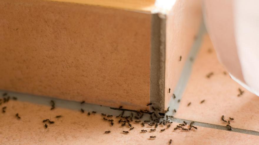 Para aumentar malicioso Llevando Diez remedios naturales para acabar con las hormigas en casa - Levante-EMV