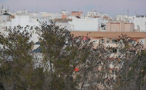 El espectáculo de los estorninos en Torrevieja