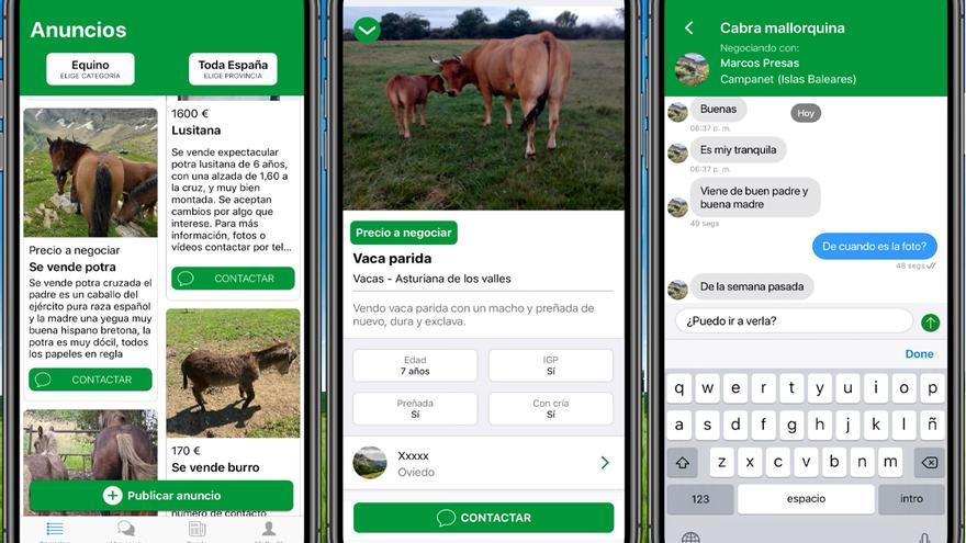 Vacapop, la aplicación que está arrasando entre los ganaderos de España: llega el Wallapop del ganado