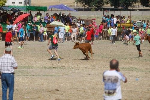 Suelta de vaquillas en las fiestas de La Visitación en Fuentesaúco