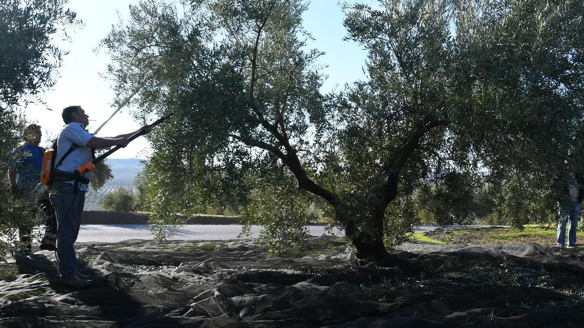 Tareas de recolección de la aceituna en un olivar de la provincia.
