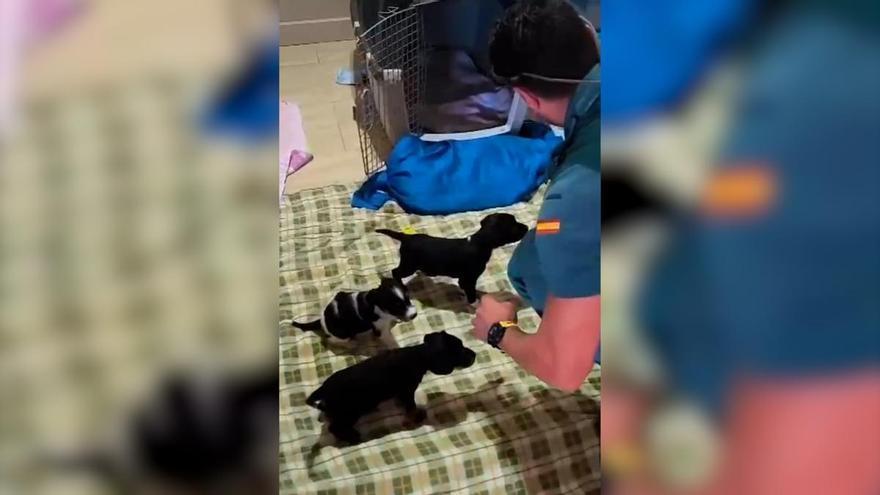 CÁCERES PERROS CACHORROS MALTRATO | Investigado en Cáceres por arrojar vivos a siete cachorros a un contenedor