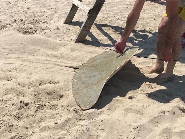 Manta raya arponeada en la playa Muchavista