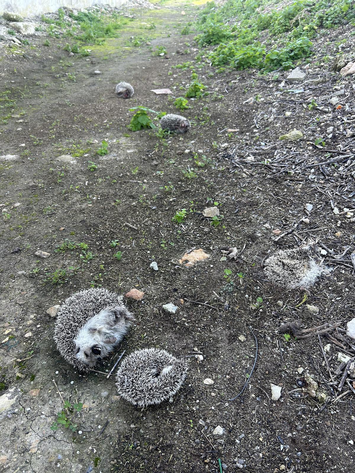 Detalle de los erizos hallados muertos.