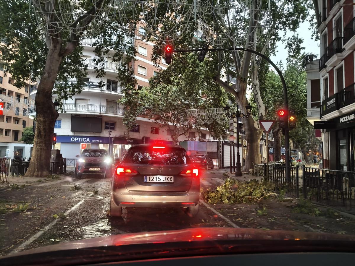 Una rama caída en la plaza de la Bassa.