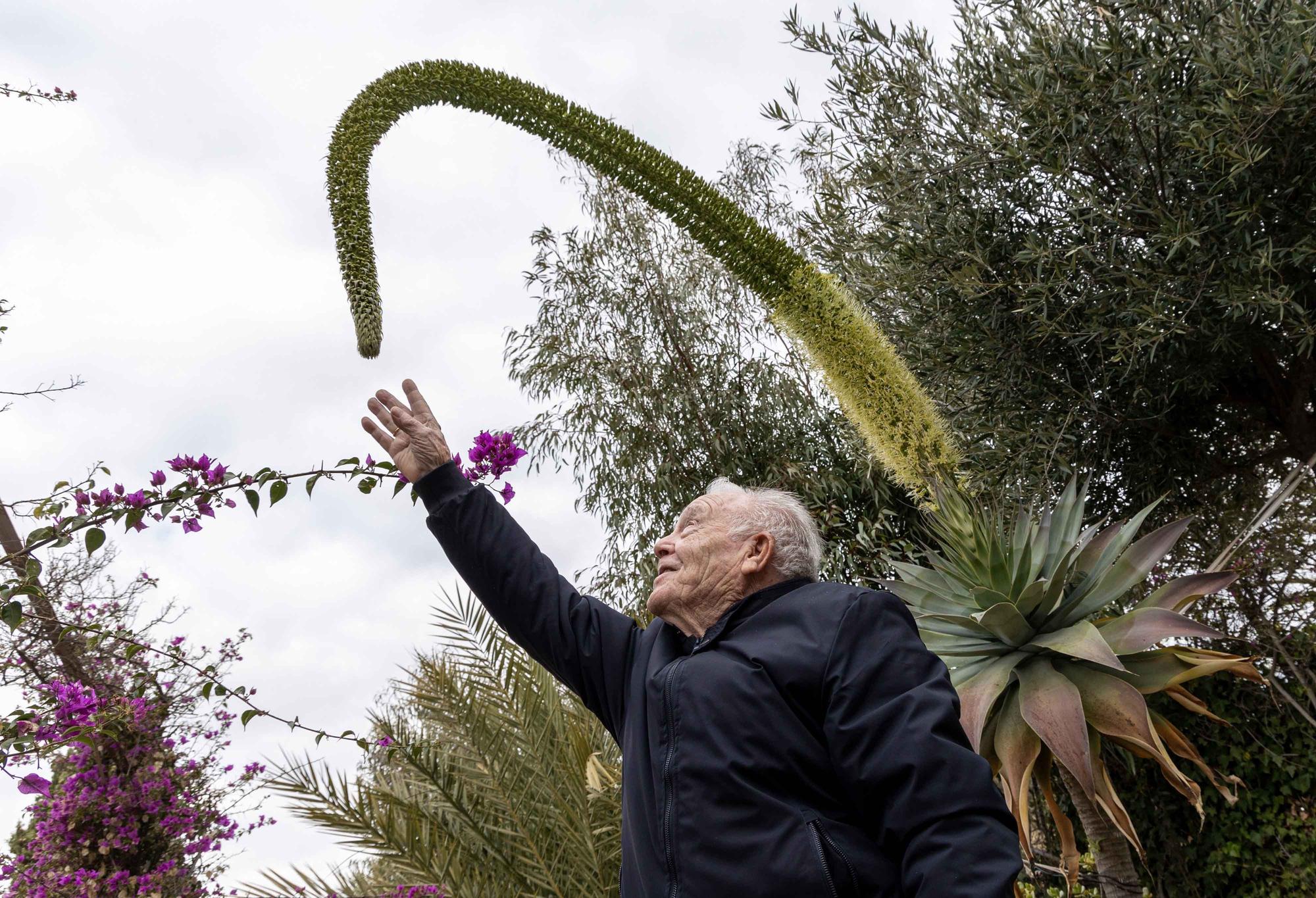 Una espectacular floración de un ejemplar de "agave attenuata" sorprende en El Campello