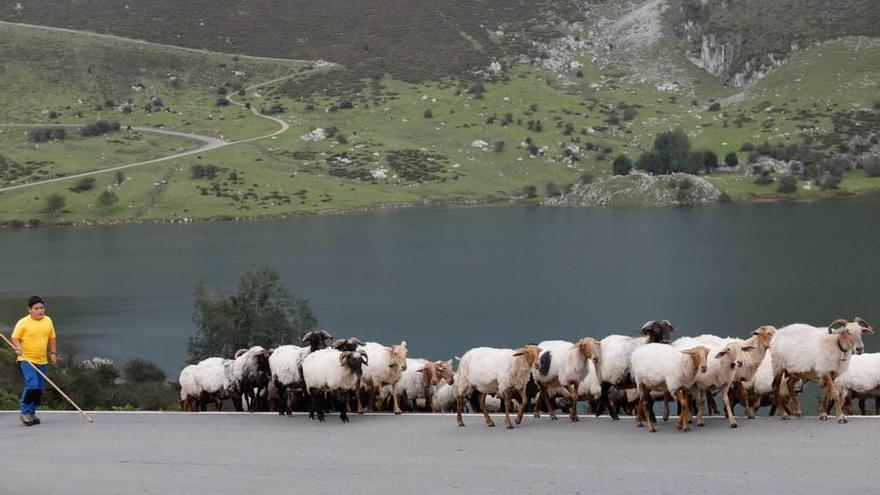 Un joven pastor con sus cabras, en el entorno del Enol, durante la visita de los Reyes y sus hijas el pasado día 8 a Covadonga y los Lagos.
