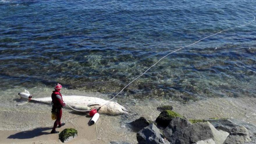 Troben morta una balena davant la platja de Mataró