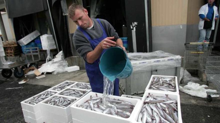 Los pescadores se vieron obligados a refrescar el pescado con agua ante la falta de hielo en la lonja de Santa Pola.