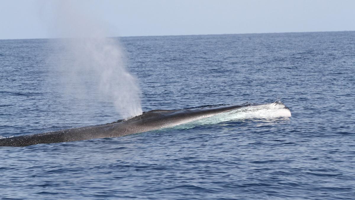 Las ballenas son una de las muchas especies de cetáceos que realizan su tránsito migratorio por el Mediterráneo.