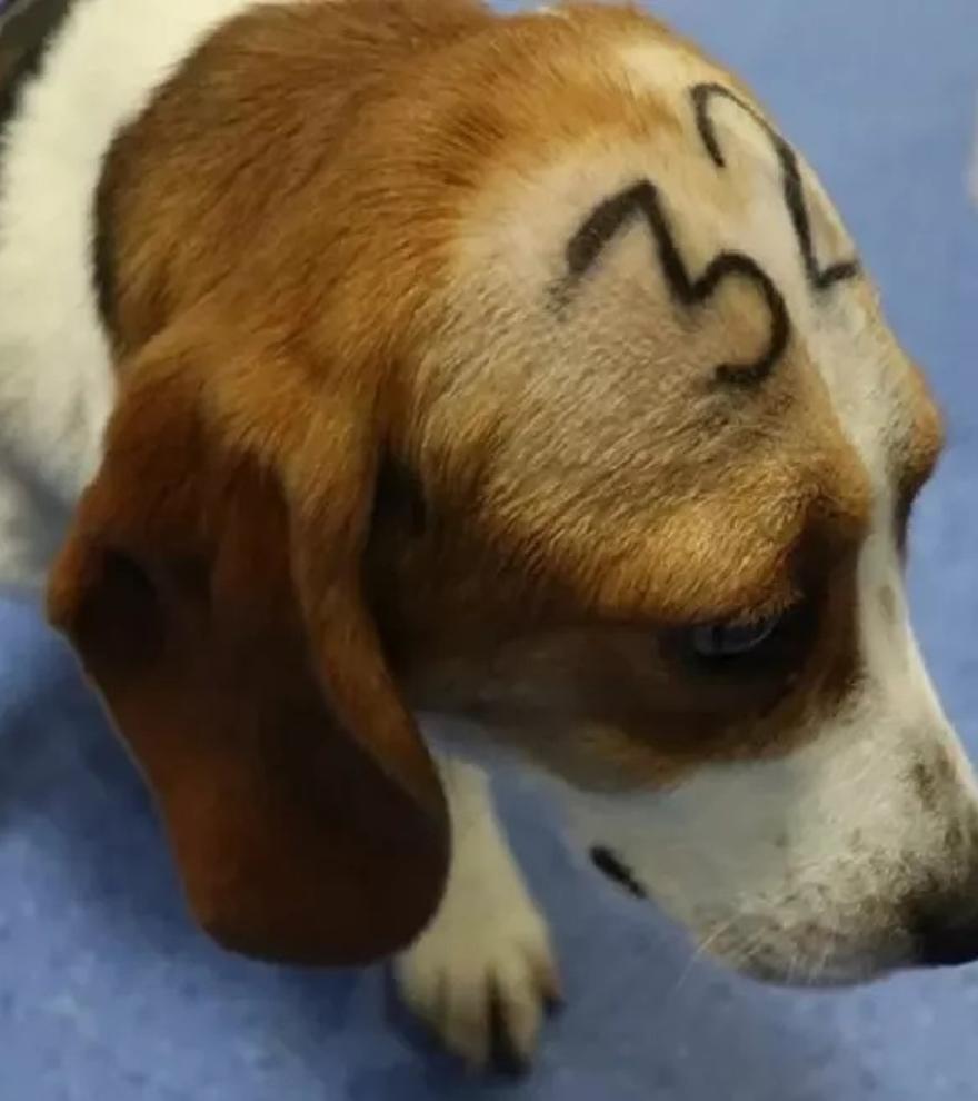 ¿Es lícito sacrificar 32 perros para un experimento científico?