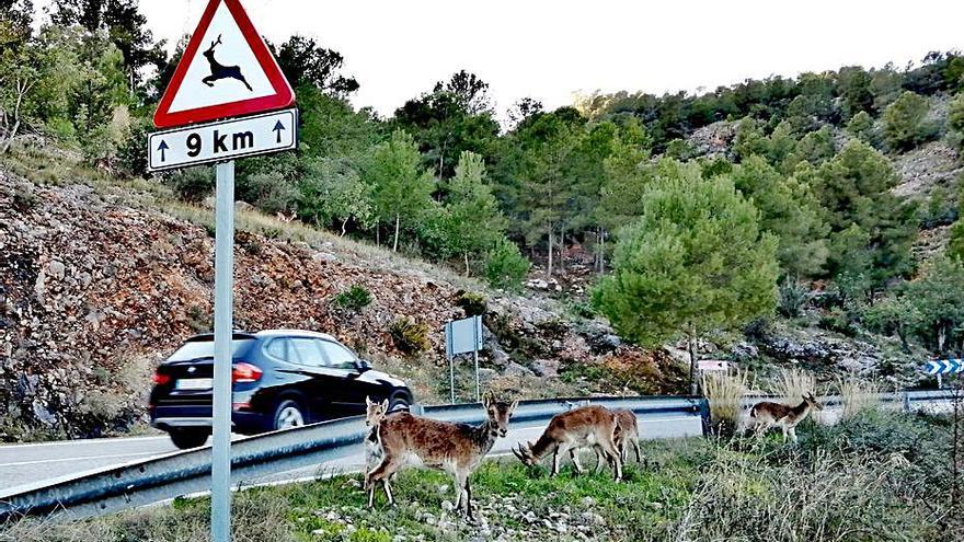 Las cabras se pasean por Sumacàrcer | FERMÍN GARCÍA