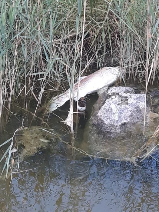 Basura y animales muertos en el Parque de la Paz