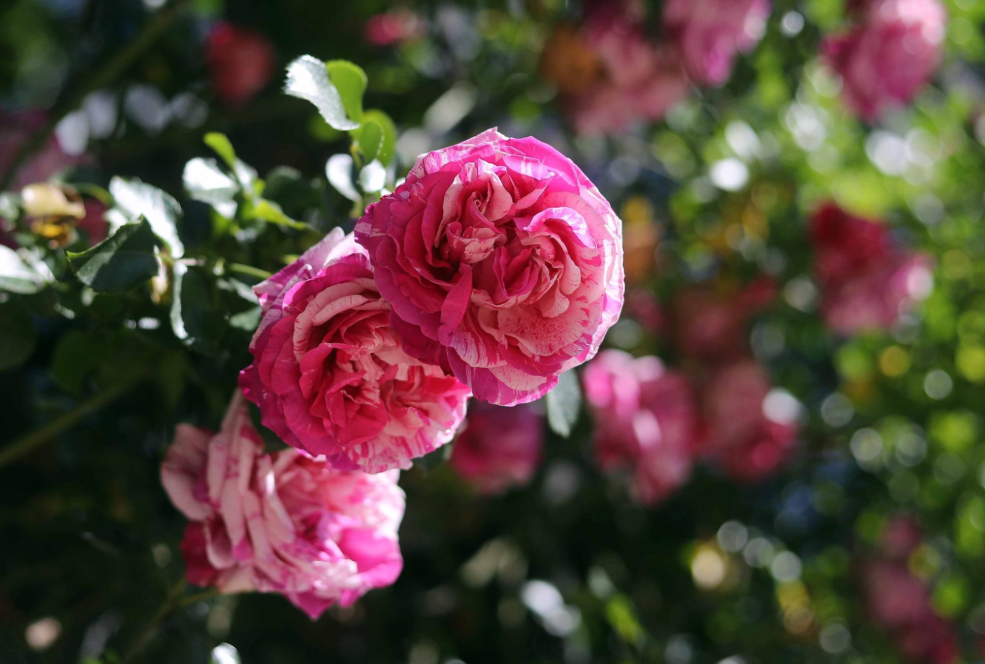 Las flores del Jardín Botánico en primavera