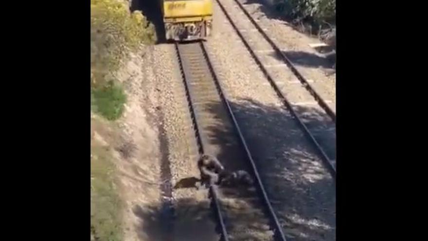 Un joven se juega la vida para rescatar a un perro de ser arrollado por el tren