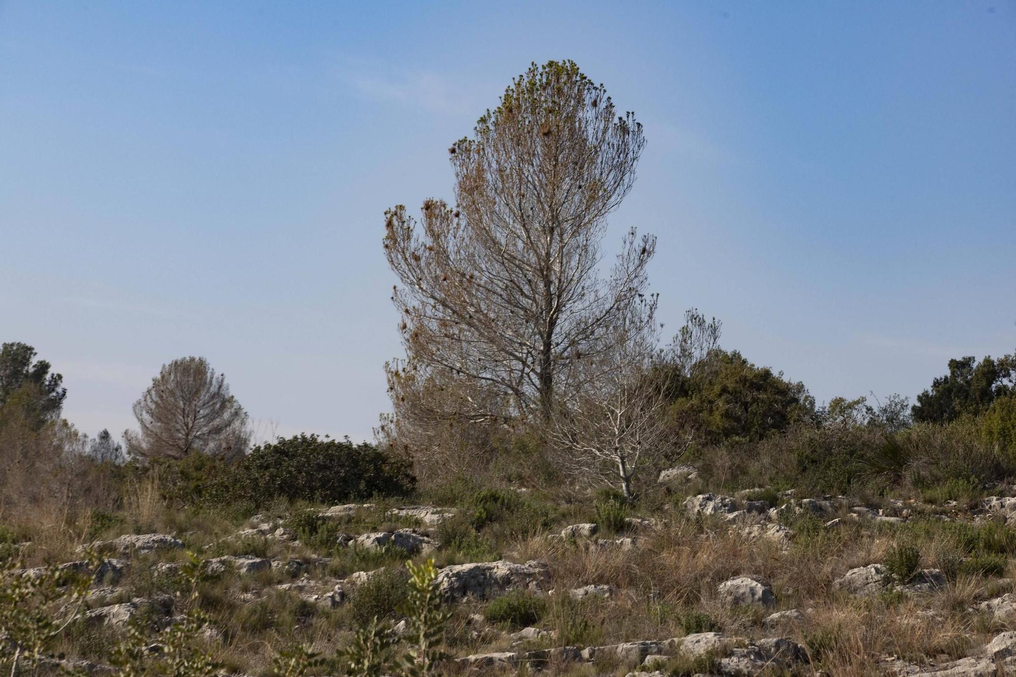 La procesionaria, una plaga que se expande en las zonas naturales