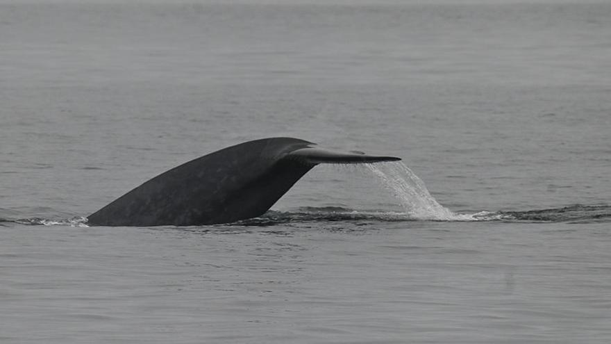 La cola de una de las ballenas vistas hoy.