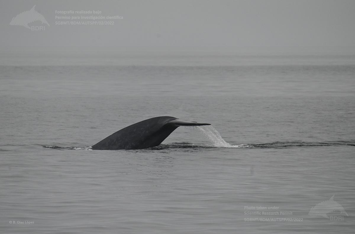 La cola de una de las ballenas vistas hoy.