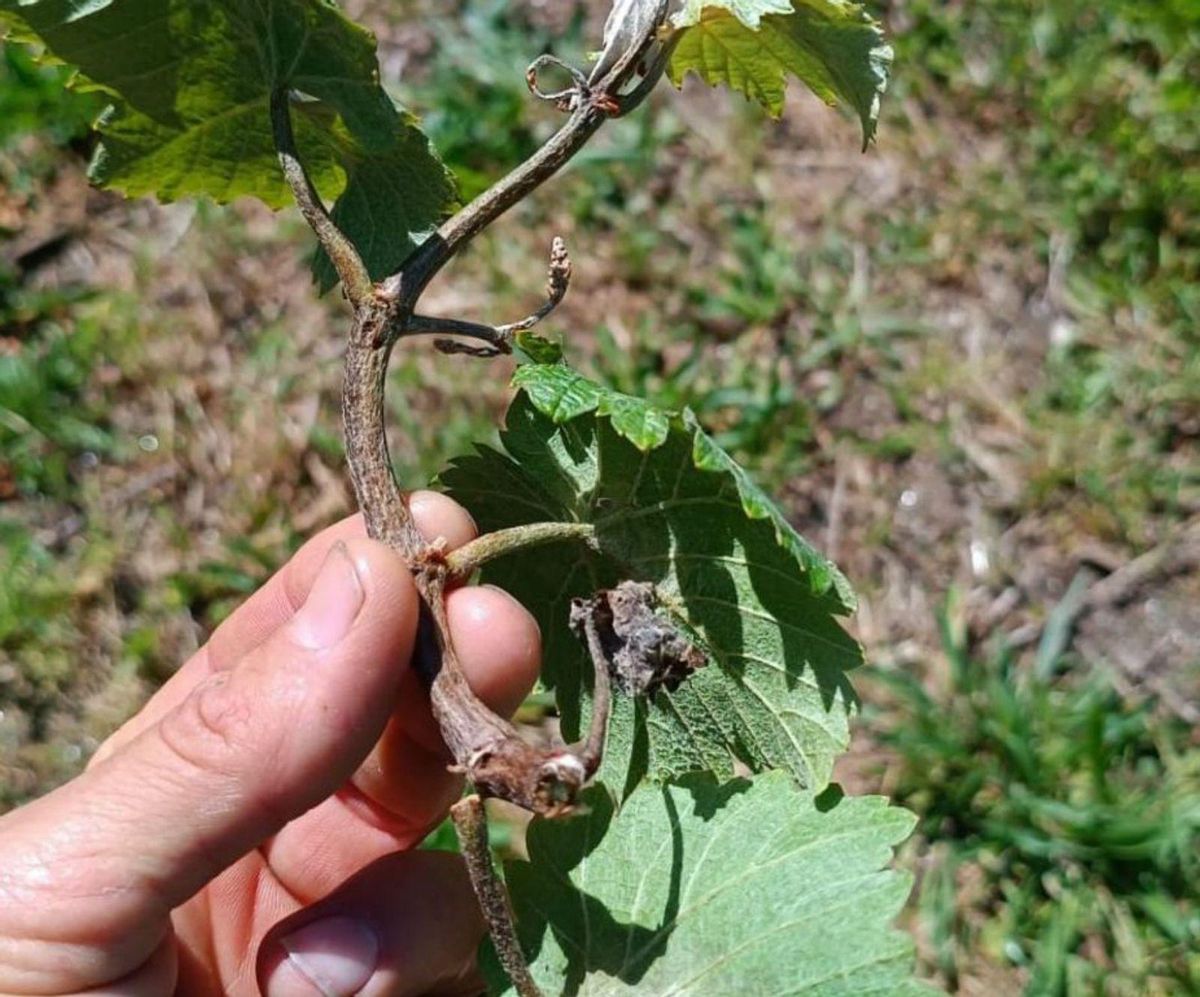 Un brote afectado por el mildiu. | // EFA