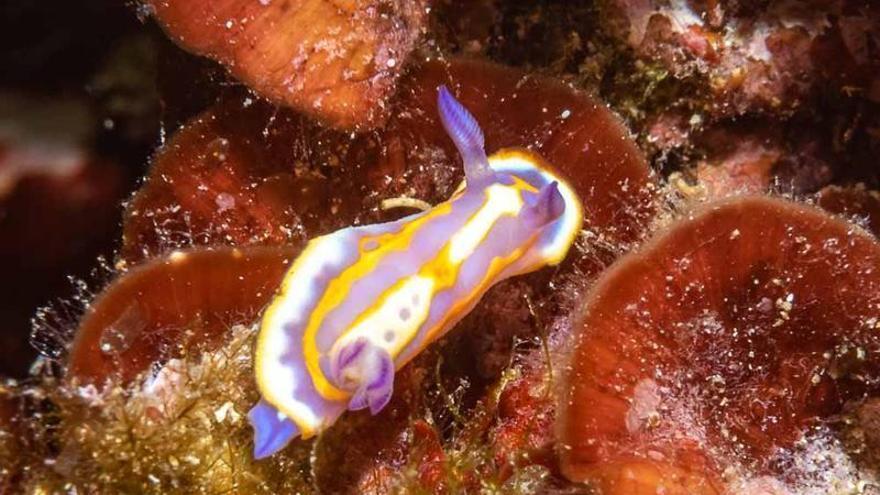 Un ibicenco bucea todos los días del año en busca de nuevas babosas de mar