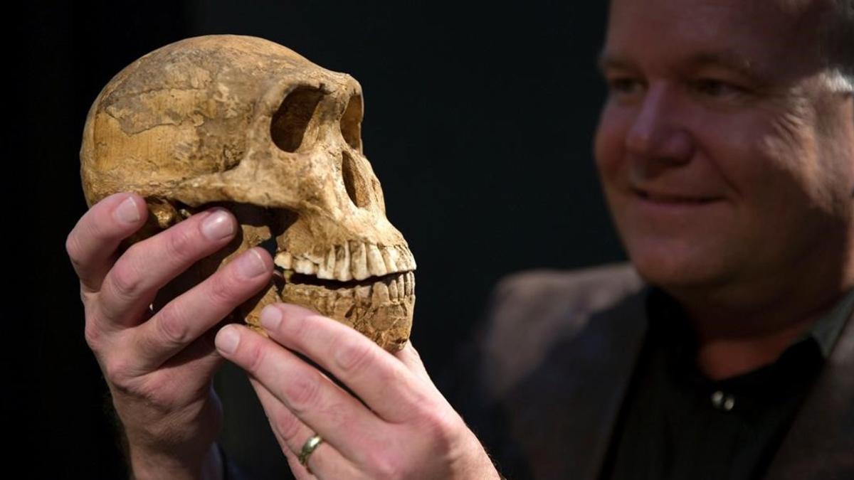 amadridejos38356427 professor lee berger holds a cast of the new homo naledi sku170509190841