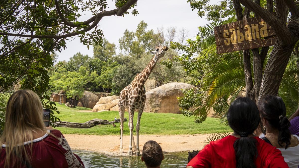 Bioparc ha ejercido también como "una gran aula de naturaleza".