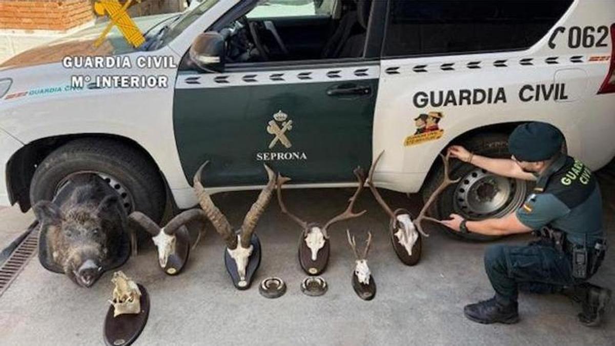 Trofeos de caza intervenidos en Álora por la Guardia Civil.
