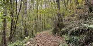 Maderas Siero, medio siglo de compromiso con los bosques asturianos