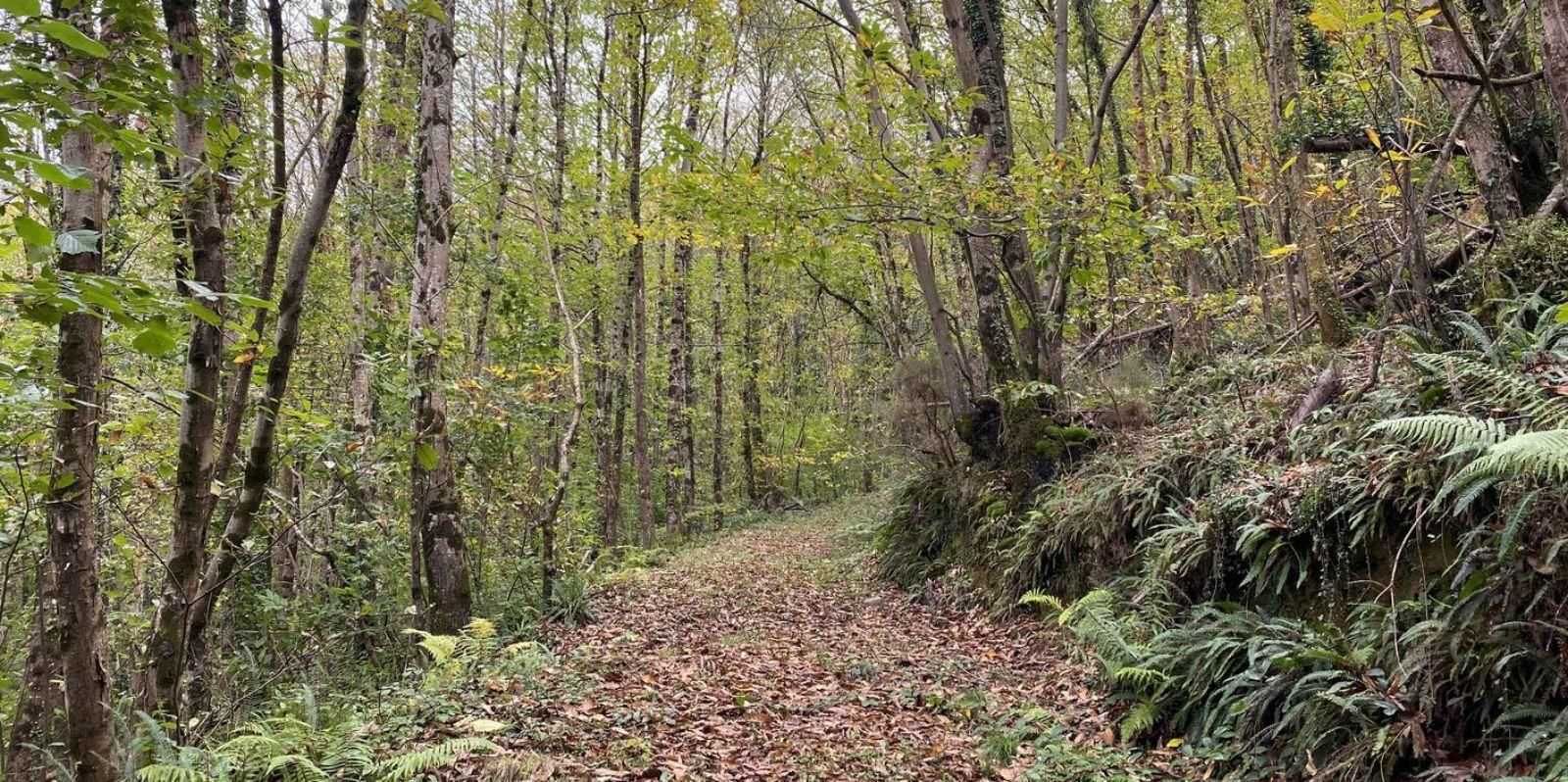 Un bosque de castaño.