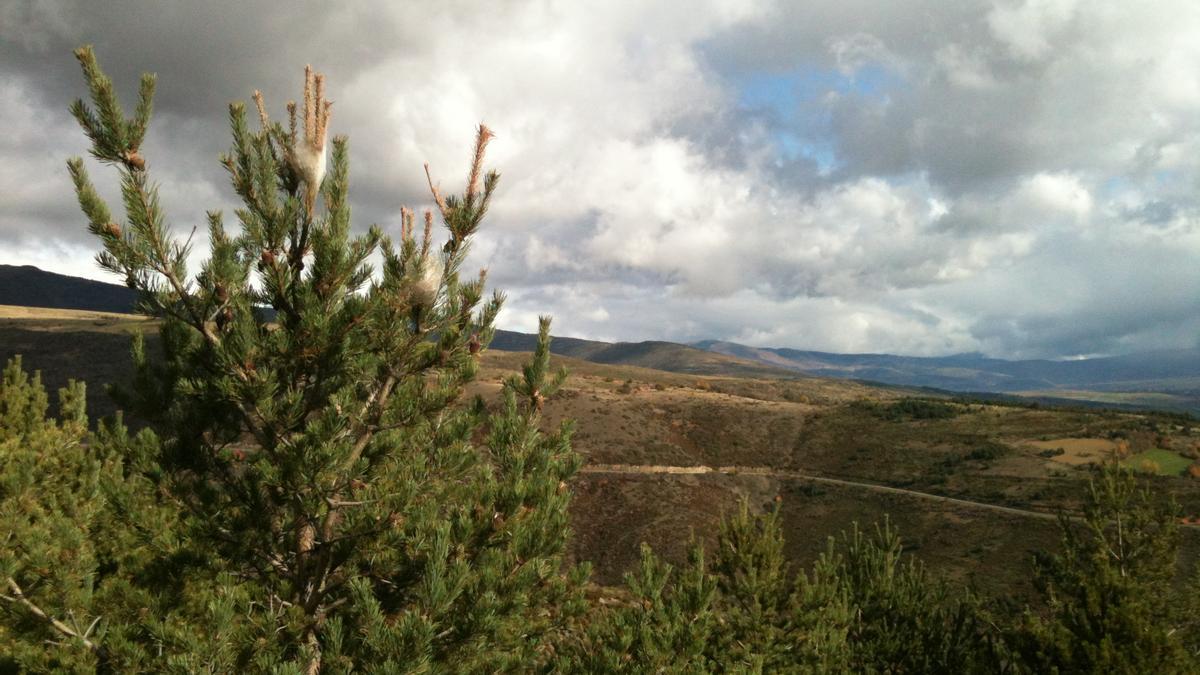 Nius d’erugues en un bosc de pi a la zona de la Solana de la Cerdanya