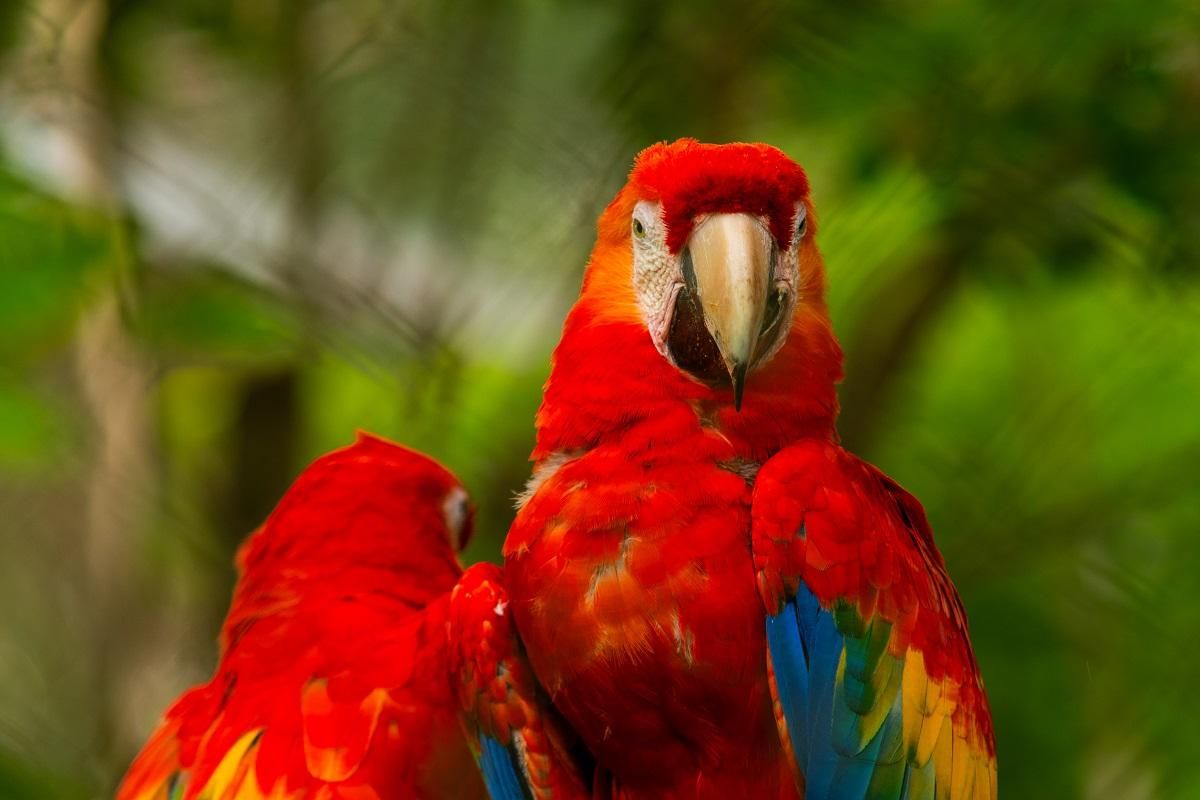 Guacamayas Rojas