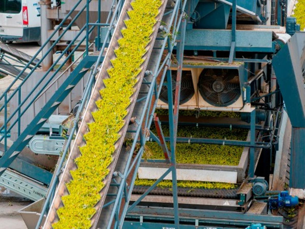 Almazara Luque Ecológico de Castro del Río.