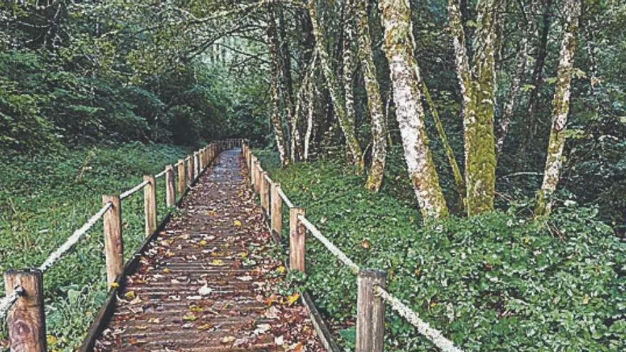 Fagedes i rouredes, en busca del bosc encantat