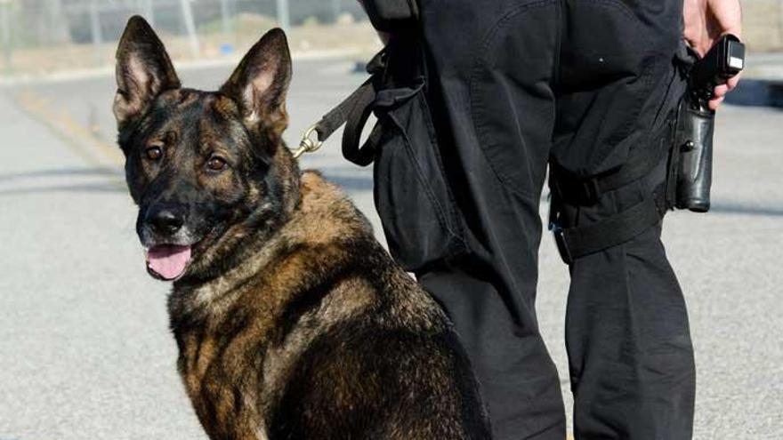 Un perro policía, junto a un agente.
