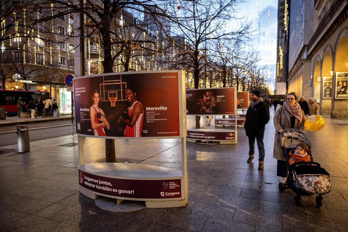 La nueva campaña del Casademont Zaragoza. La nueva campaña del Casademont Zaragoza.